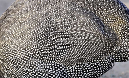 Guinea fowl feathers close up view