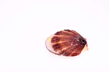 Scallops on a white background の写真素材