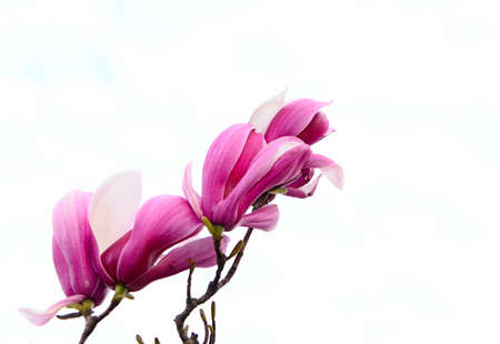 Magnolia flower の写真素材