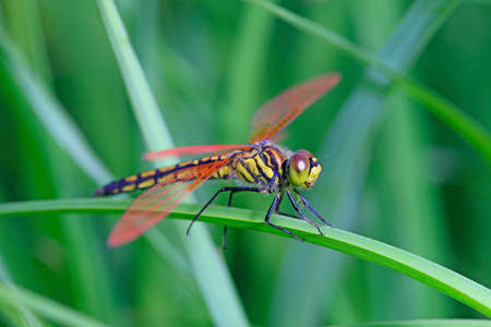 A dragonfly is on a grass branch 