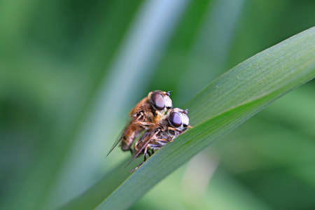 Two bees are mating の写真素材