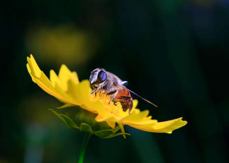 A bee is on a flower 