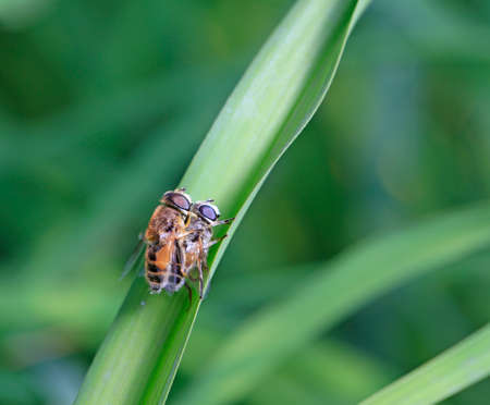 Two bees are mating の写真素材