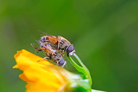 Two bees are mating の写真素材