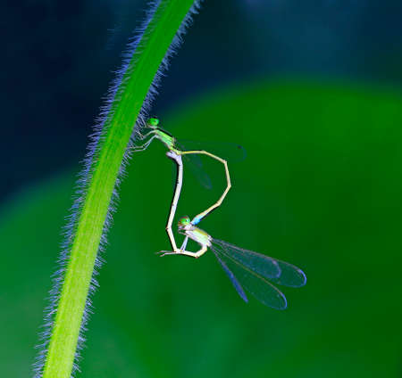 Two Damselfly