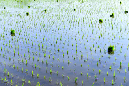 Rice seedlings の写真素材
