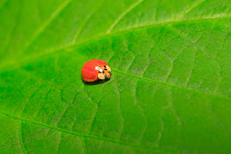A ladybug is on the green leaf の写真素材
