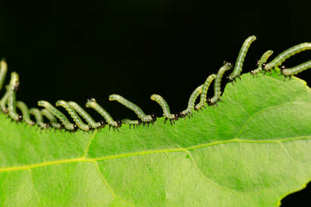 Many worms are on the green leaves の写真素材