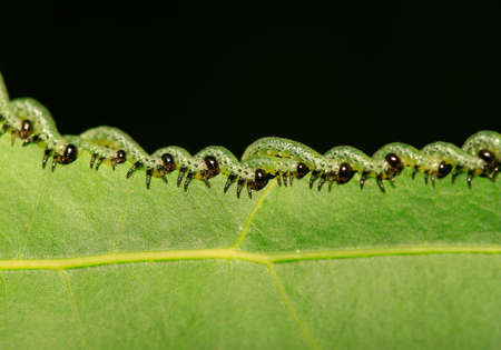 Many worms are on the green leaves の写真素材