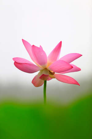Blooming lotus 
の写真素材