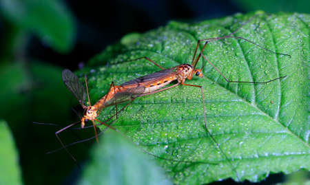 Aedes mosquitoesの写真素材