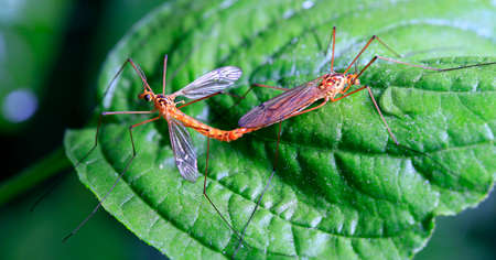 Aedes mosquitoesの写真素材