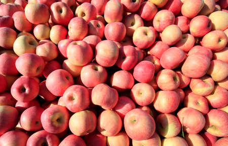 Ripe apples stack close up viewの写真素材