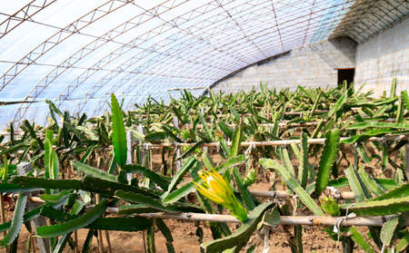 Greenhouse of steel frameの写真素材