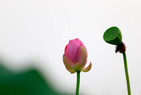 The lotus is in full bloom in the pond の写真素材