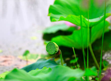 The lotus is in full bloom in the pond の写真素材