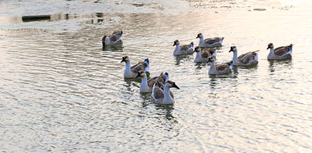 Many geese swim in the waterの写真素材