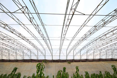 Greenhouse interior