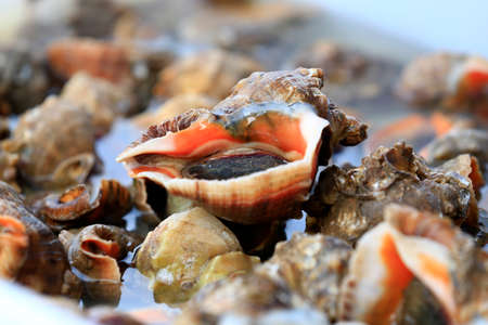 Many fresh conches
