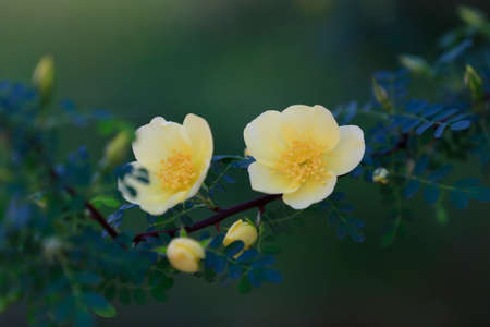 Blooming yellow flowers in the parkの写真素材