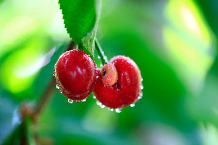 Ripe cherries in the orchardの写真素材