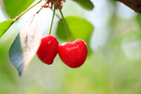 Ripe cherries in the orchardの写真素材