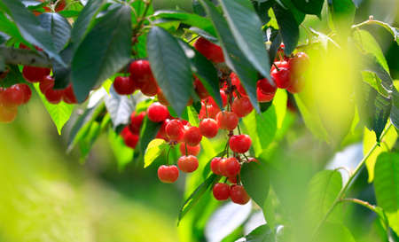 Ripe cherries in the orchard