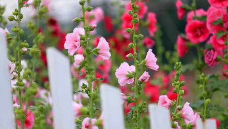 hollyhock flowers in the garden 