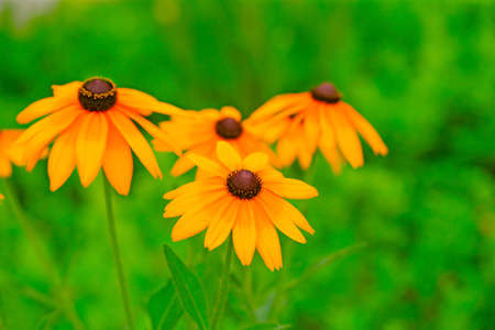 Yellow chrysanthemum, in the garden