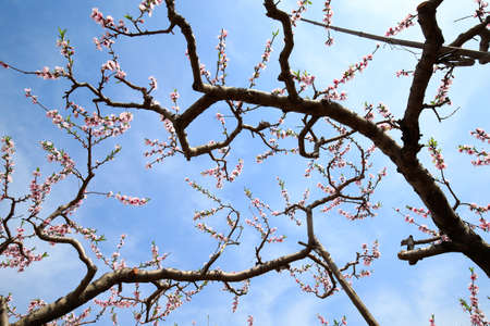 Peach blossoms bloom in the blue sky