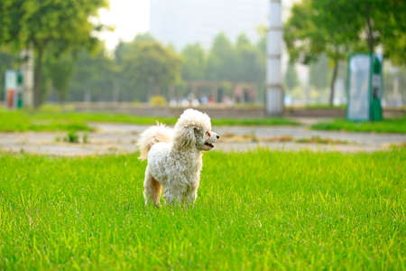 A teddy dog is in the parkの写真素材