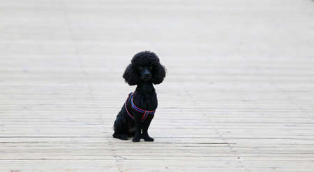 A teddy dog is in the park
