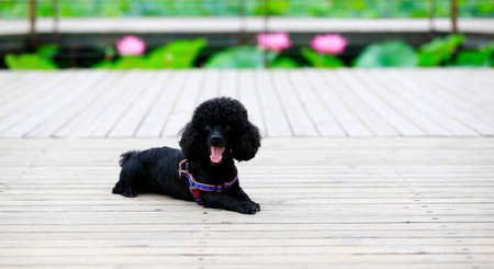 A teddy dog is in the parkの写真素材