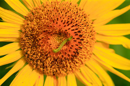 A sunflower in full bloomの写真素材