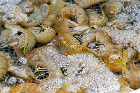 Fresh mantis shrimp