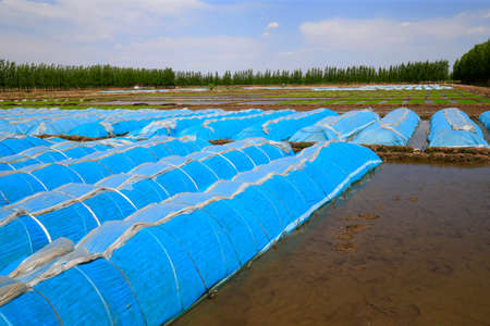 Rice grown in the open field