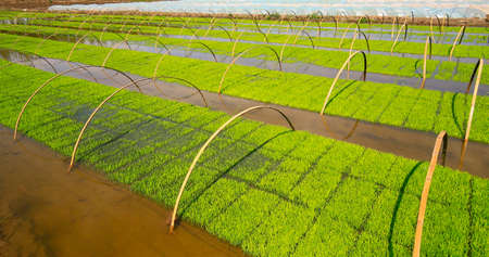 Rice grown in the open fieldの写真素材