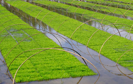 Rice grown in the open fieldの写真素材
