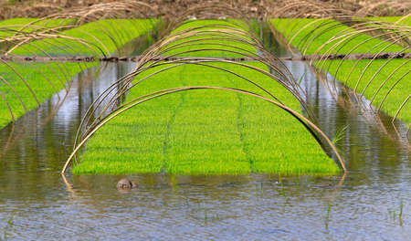 Rice grown in the open fieldの写真素材
