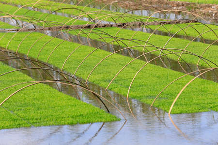 Rice grown in the open fieldの写真素材