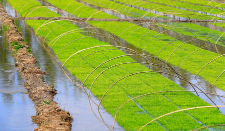 Rice grown in the open fieldの写真素材