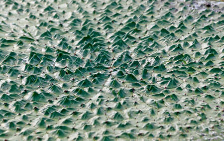 Leaf of Euryale ferox