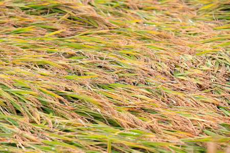 Mature rice, outdoorsの写真素材