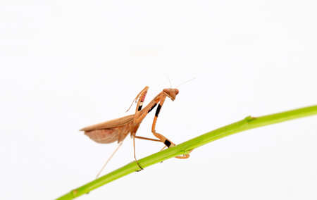 A mantis on a white background
