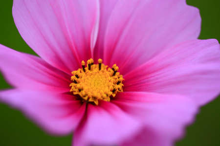 Blooming galsang flower in the park