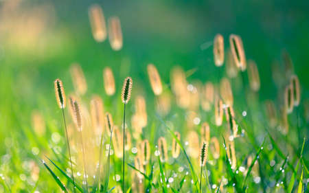 green bristle grass morning in the park