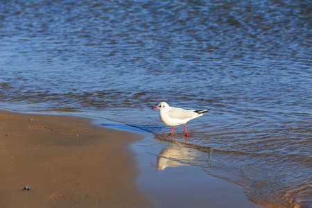 The seagulls are walking by the sea