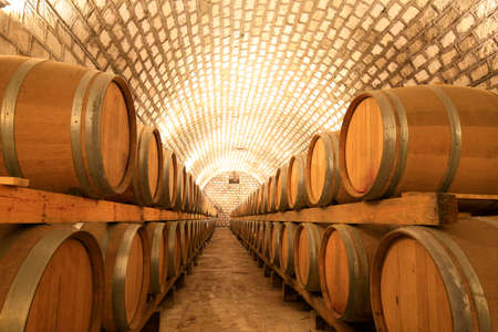 Many barrels are placed in the wine cellar