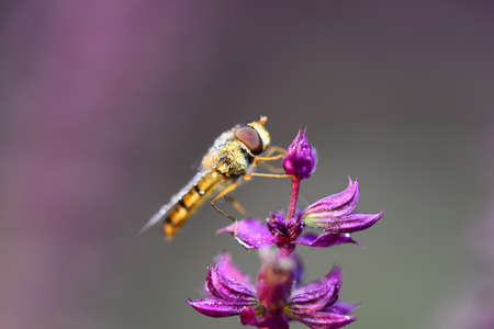 A close-up of a bee on a flower