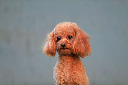 Toy Poodle, closeup